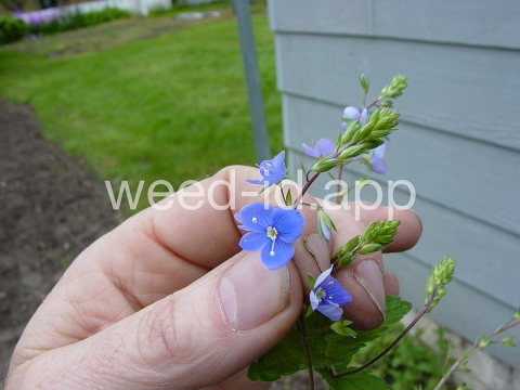 speedwell, germander